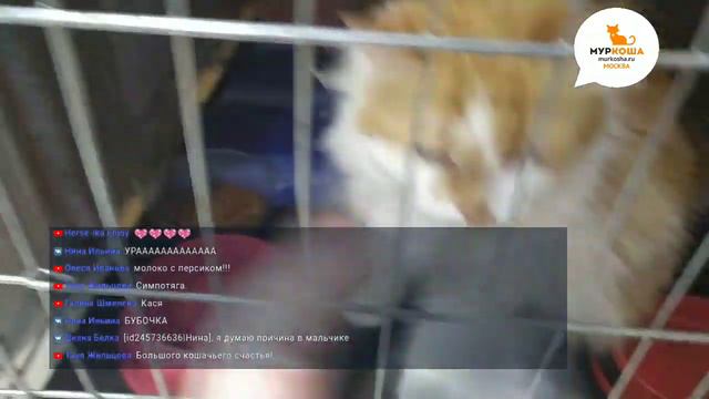 Трансляция - Маруся едет домой! смотреть онлайн