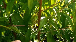 Несовместимость на персике