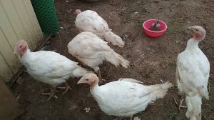 Сколько весят индюшки БИГ-6 и утки в два месяца