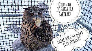 Отмороженный Пёс очень морозным утром. Принесли завтрак сове Ёлке на подушеньку