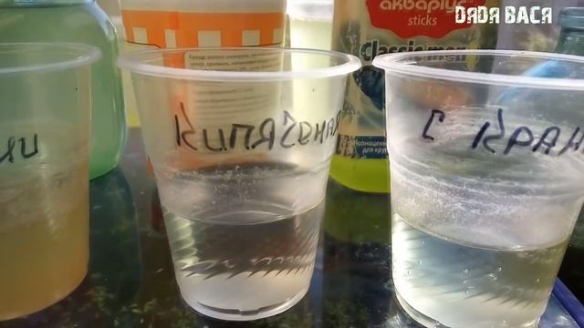 ПРОБУЮ ПОЛУЧИТЬ ЗЕЛЕНУЮ ВОДУ ДЛЯ КОРМЛЕНИЯ ДАФНИИ! смотреть онлайн