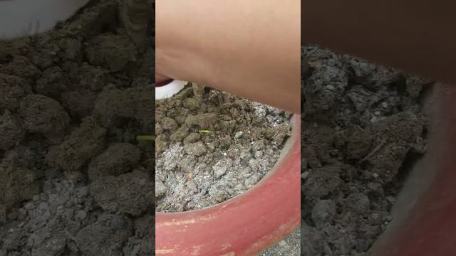 Mandevilla🌷- Care and tips..