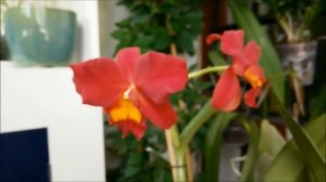 Cattleya Wendy's Valentine 'June' AM/AOS