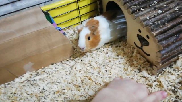 Что делать если укусила морская свинка 🐹 смотреть онлайн