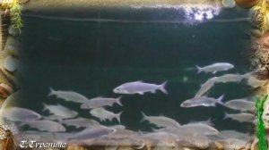 А рыбы в море плавают вот так....