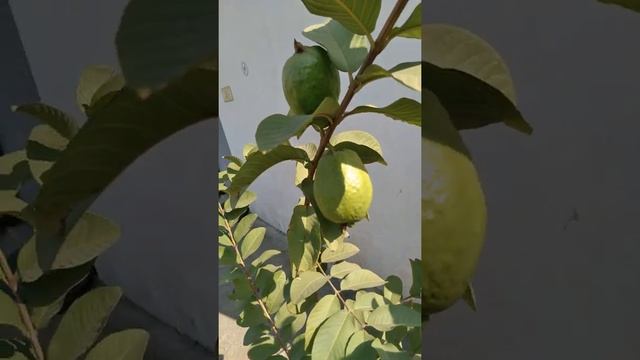 guava tree two big guavas in small planter #guava #planters #nature #terracegardening #homegarden