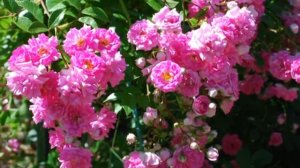 Ботанический сад Московского университета (розарий)