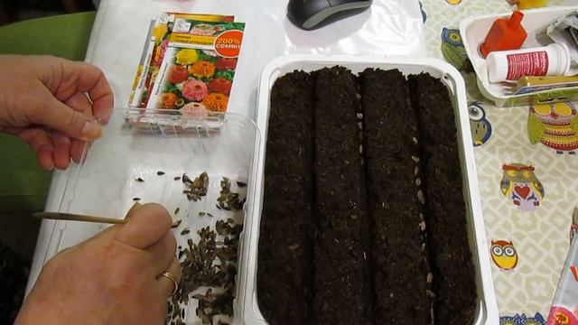 Посев ЦИННИИ на рассаду Все про ЦИННИЮ смотреть онлайн