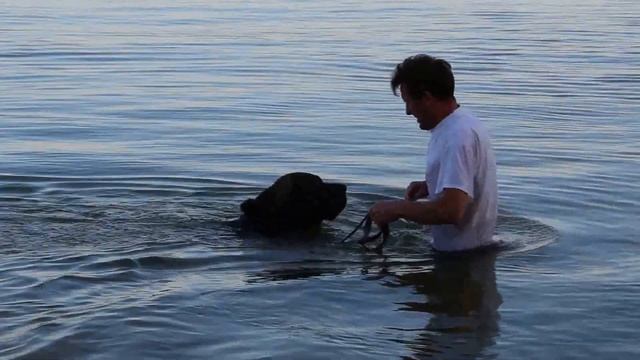 Бразильский фила Титан (Trebol de Serfas) смотреть онлайн