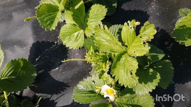 весенний обзор посадок. смотреть онлайн