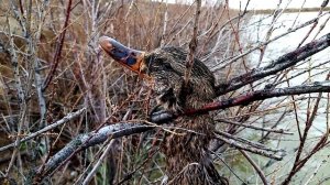 Отчет об охоте на утку зима 2024 в Ставропольском крае №1