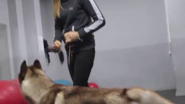 Отличия хаски от самоеда смотреть онлайн