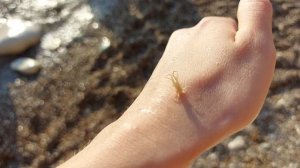 МОРСКАЯ БЛОХА НА ЧЕРНОМ МОРЕ