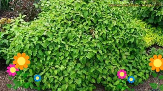 Дерен шелковистый Келси. Краткий обзор, описание характеристик cornus sericea Kelseyi