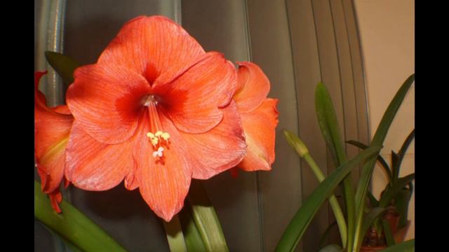 Amaryllis im Zeitraffer смотреть онлайн