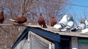 Володя Рагузин      25 марта 2022 г. Голуби Самара часть 1