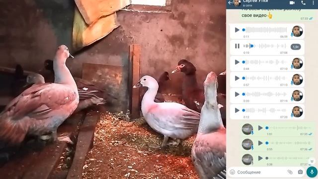 КАК МЕНЯ КИНУЛИ. ОБМАН ПРИ ПРОДАЖЕ ПТИЦЫ. НЕ ДАЙТЕ СЕБЯ ОБМАНУТЬ! смотреть онлайн