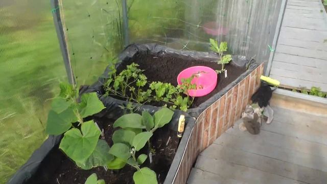 #39 ДАЧНЫЙ VLOG. ПРОДОЛЖЕНИЕ. ПОКАЗЫВАЮ УЧАСТОК, ЛЕТО! ВСЕ РАСТЕТ И РАДУЕТ! смотреть онлайн