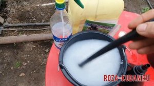 Обработка роз от мучнистой росы.