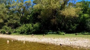 Kayaking the Grand River, Waterloo Region (Breslau to Freeport)