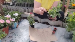 Новая посылка от ,,6 соток на Урале,,