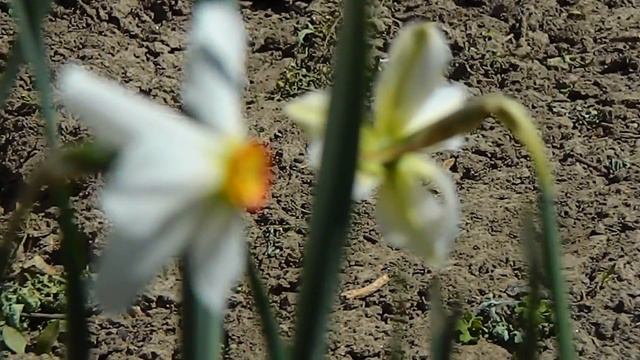 Нарцисс Ранний_4 часть_1 смотреть онлайн