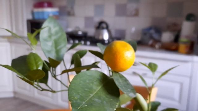 История одного мандарина) смотреть онлайн