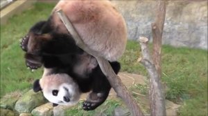 Неуклюжая панда