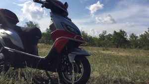 Грибы Вешенки в посадках. Где растут и как выглядят.