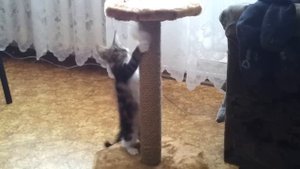 Как приучить кошку к когтеточке