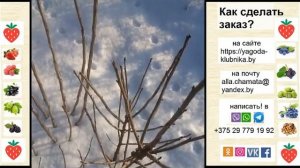 Как обрезать смородину? Отличие обрезки черной и цветной смородины.