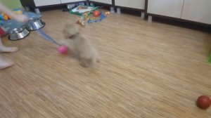 Дрессировка щенка Щенок и игры Как играть со щенком в добычу