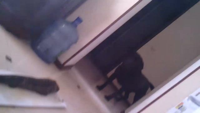 Лабрадор и копченый осетр смотреть онлайн