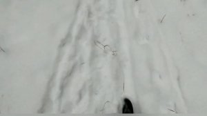 Почему Ёлка символ нового года?!