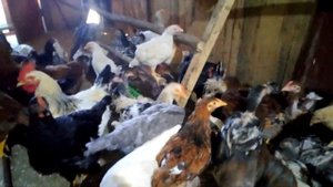 Лысые куры, что делать, чего им не хватает?