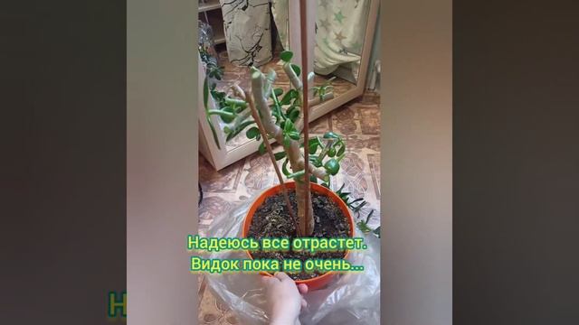 ???Купила с рук толстянку ?/ В простонародье ДЕНЕЖНОЕ ДЕРЕВО ?/#shorts /#денежноедерево /#толстянка
