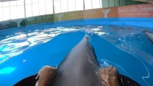 Русский дельфинарий в Таиланде впечатляет ВСЕХ!!!