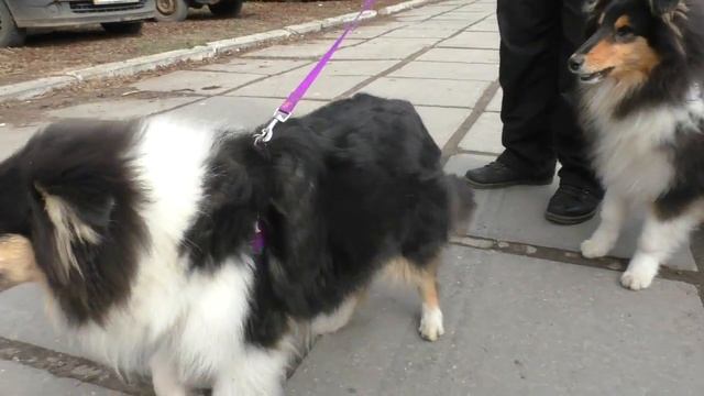 Продаются щенки Колли Шотландская овчарка смотреть онлайн