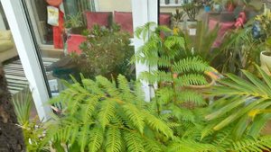 Cyathea cooperii update August 22