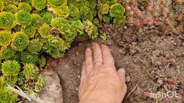 Спасение мускариков смотреть онлайн