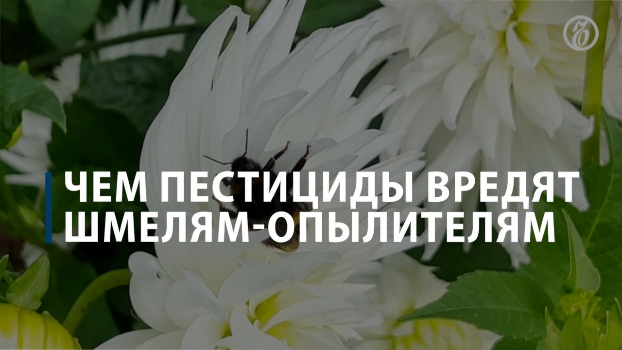 Чем пестициды вредят шмелям-опылителям