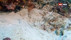 Как маскируются и охотятся представители сем. Игловые (Syngnathidae) и отряда Камбалообразные ?