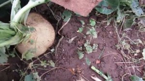 Брюква как вырастить и что это за овощ