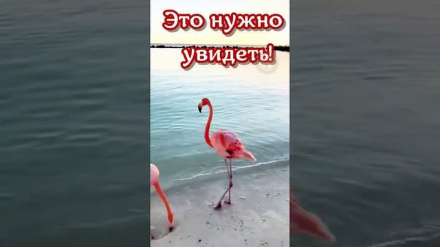 Розовые фламинго, это так неожиданно, красивые фламинго #shorts