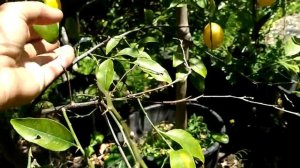 Tasty Tavares Limequat (Citrus x floridana)