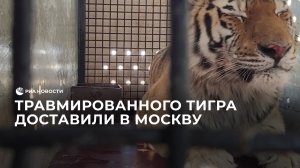 Травмированного тигра доставили в Москву