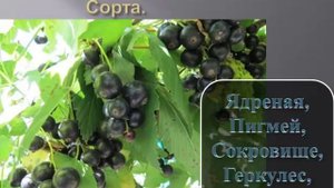 Выращивание ягодных кустарников