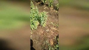 Обзор огорода в июне (картофель Беллароза, горох ползунок Никитка, арбуз СРД)