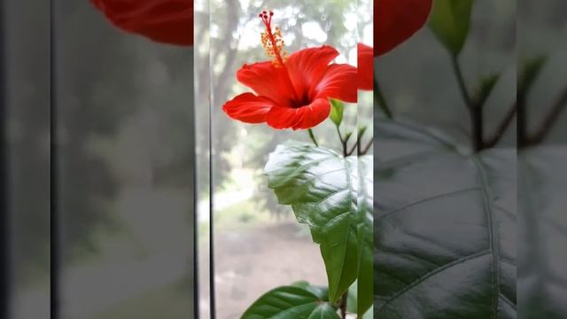 Гибискус, или китайская роза! ?