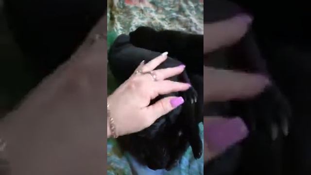 Щенок Кане Корсо 2 недели
